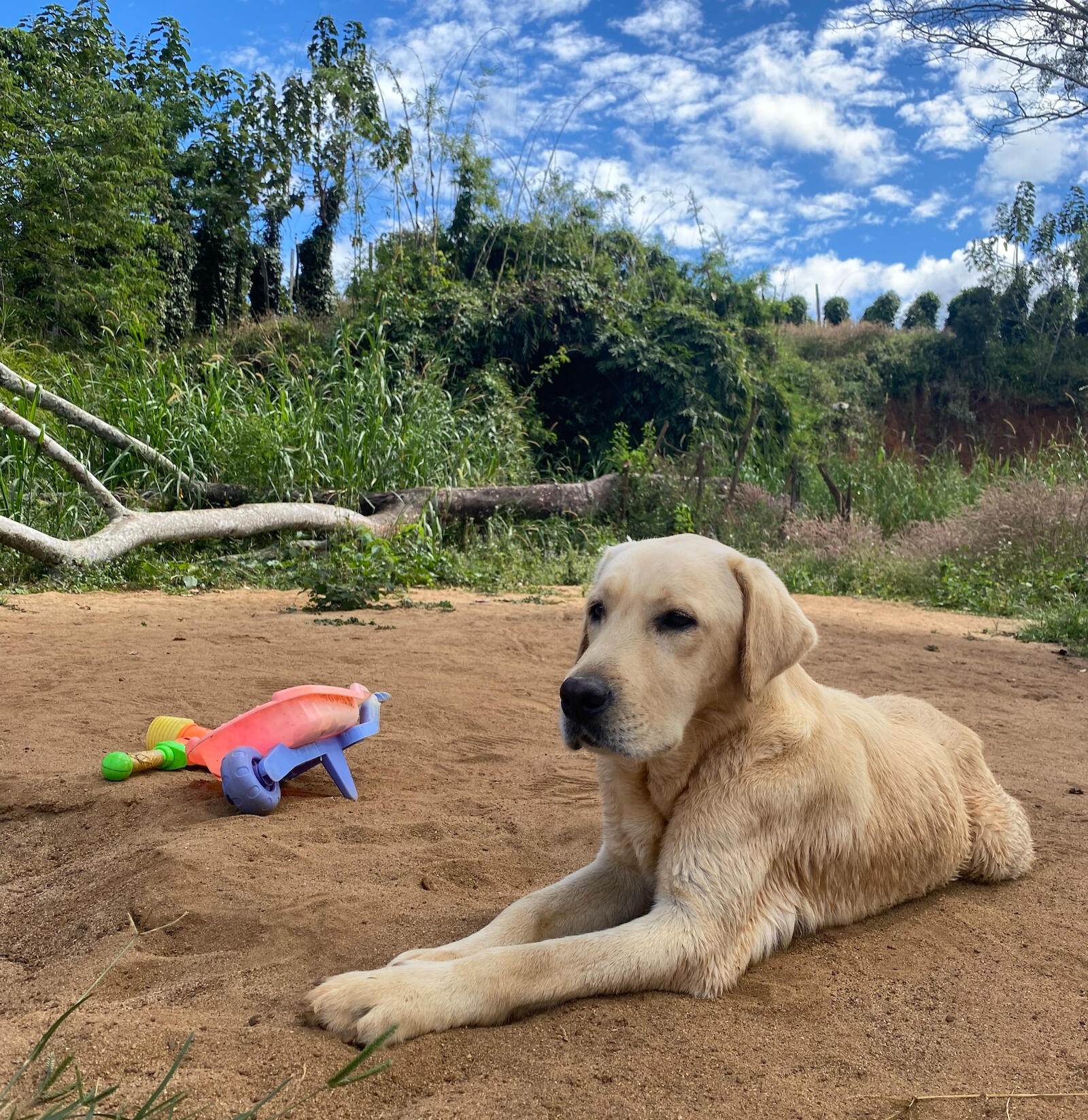 Animals at Hông Farm